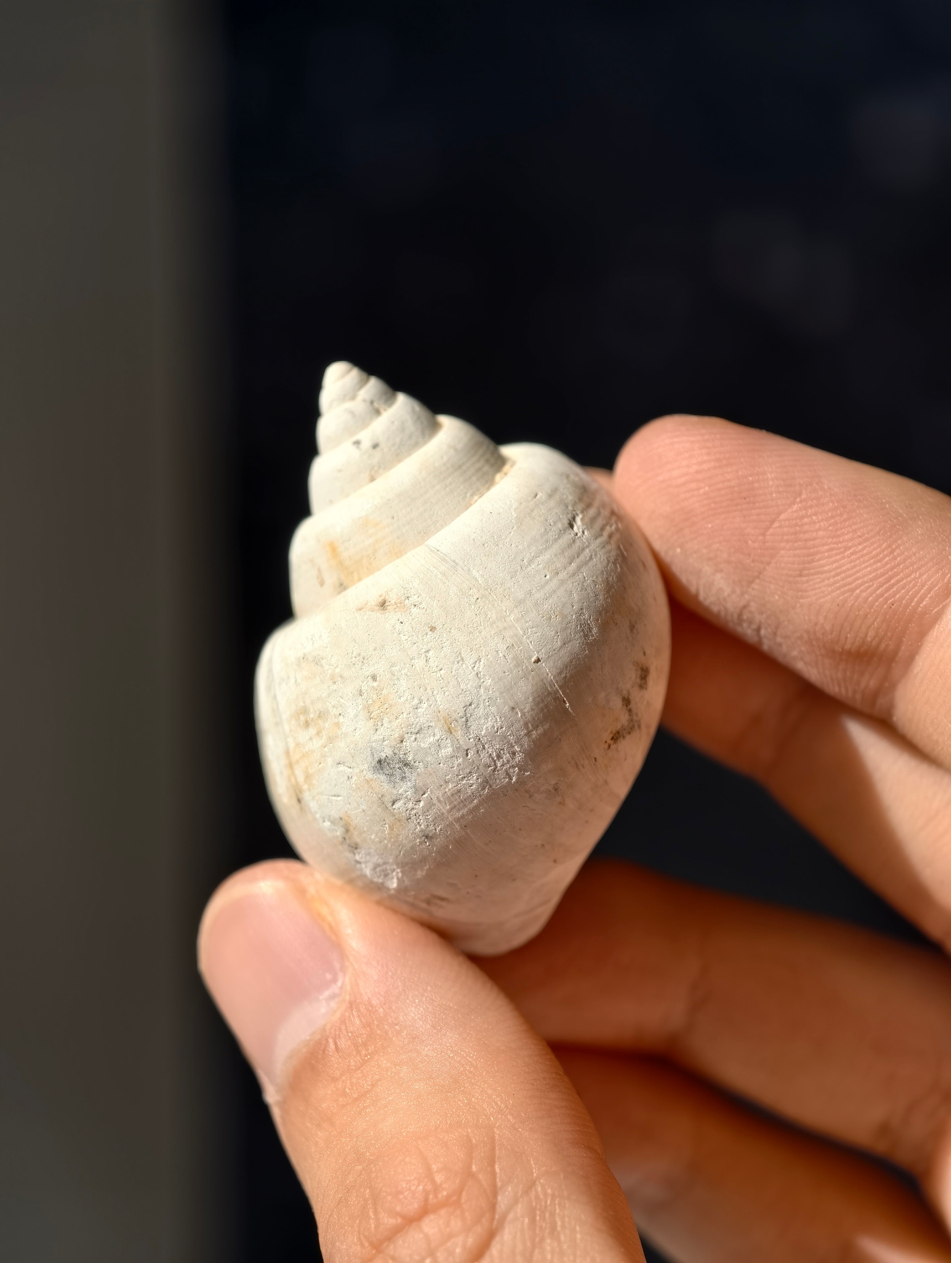 Fossile Meeresschnecke Natica angustata aus Frankreich 28 Mio. Jahre
