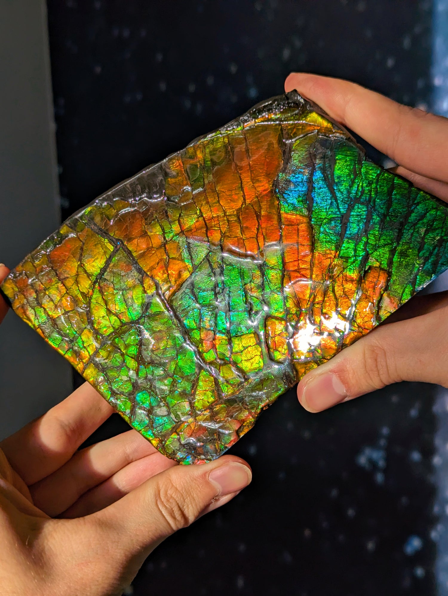 Großer Ammolit auf Ständer mit Farbwechsel aus Kanada