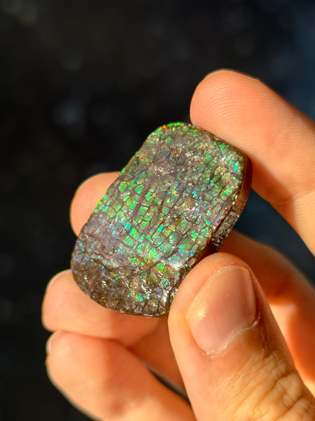 Ammolit Stück aus Kanada