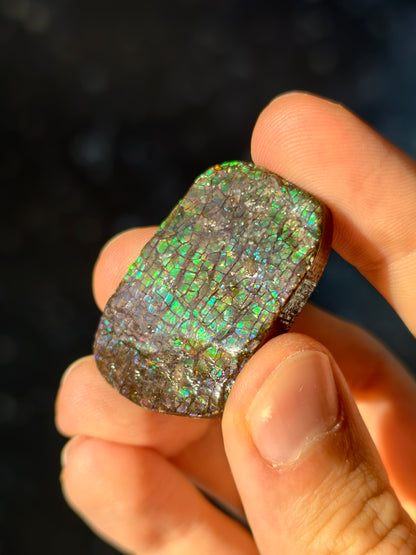 Ammolit Stück aus Kanada