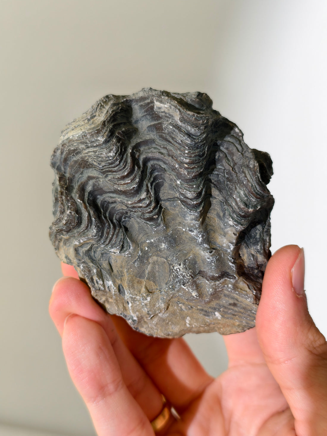 Fossile Riff-Auster Nicaisolopha nicasei aus Peru 77 Mio. Jahre