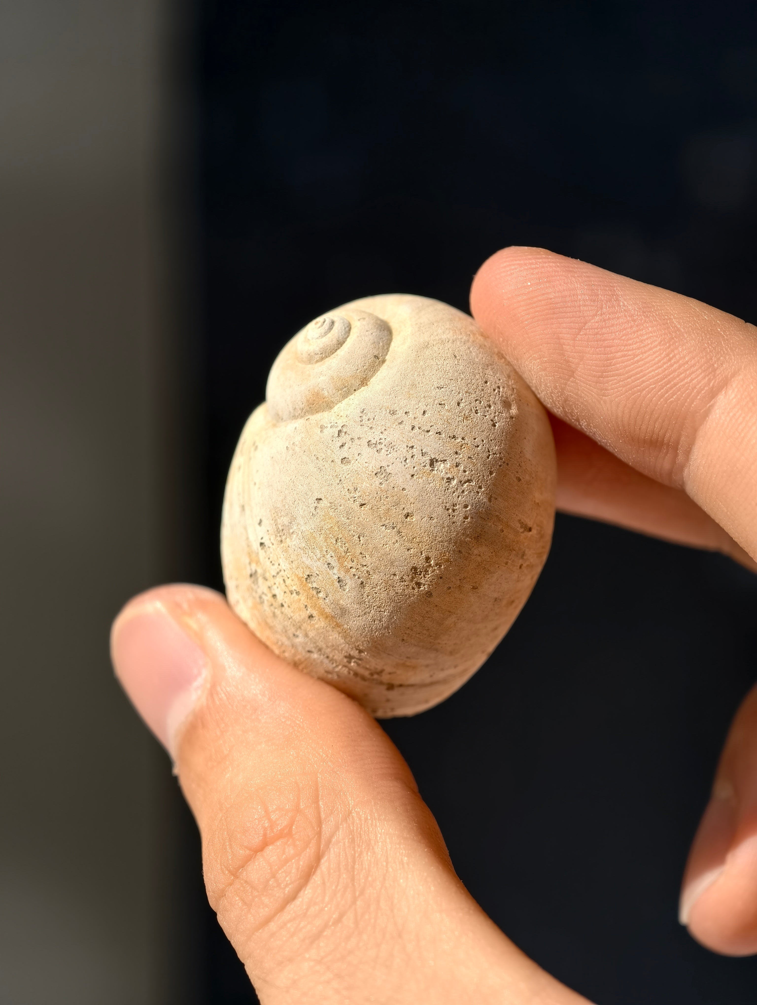 Fossile Meeresschnecke Natica angustata aus Frankreich 28 Mio. Jahre