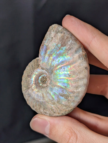 Stark irisierendes Regenbogen Ammoniten Fossil