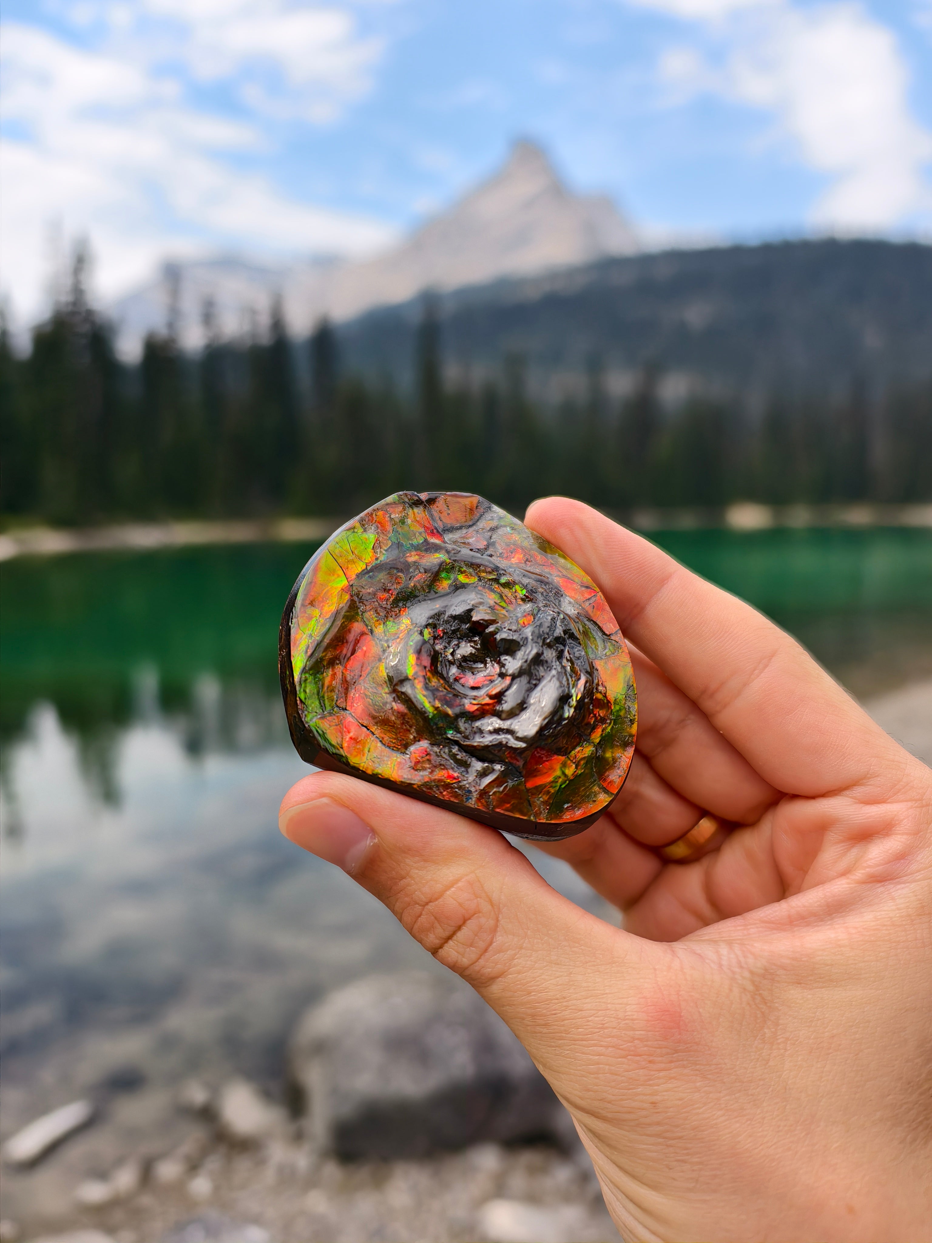 Ammolit Freiform aus Kanada Mittelstück (Spirale)