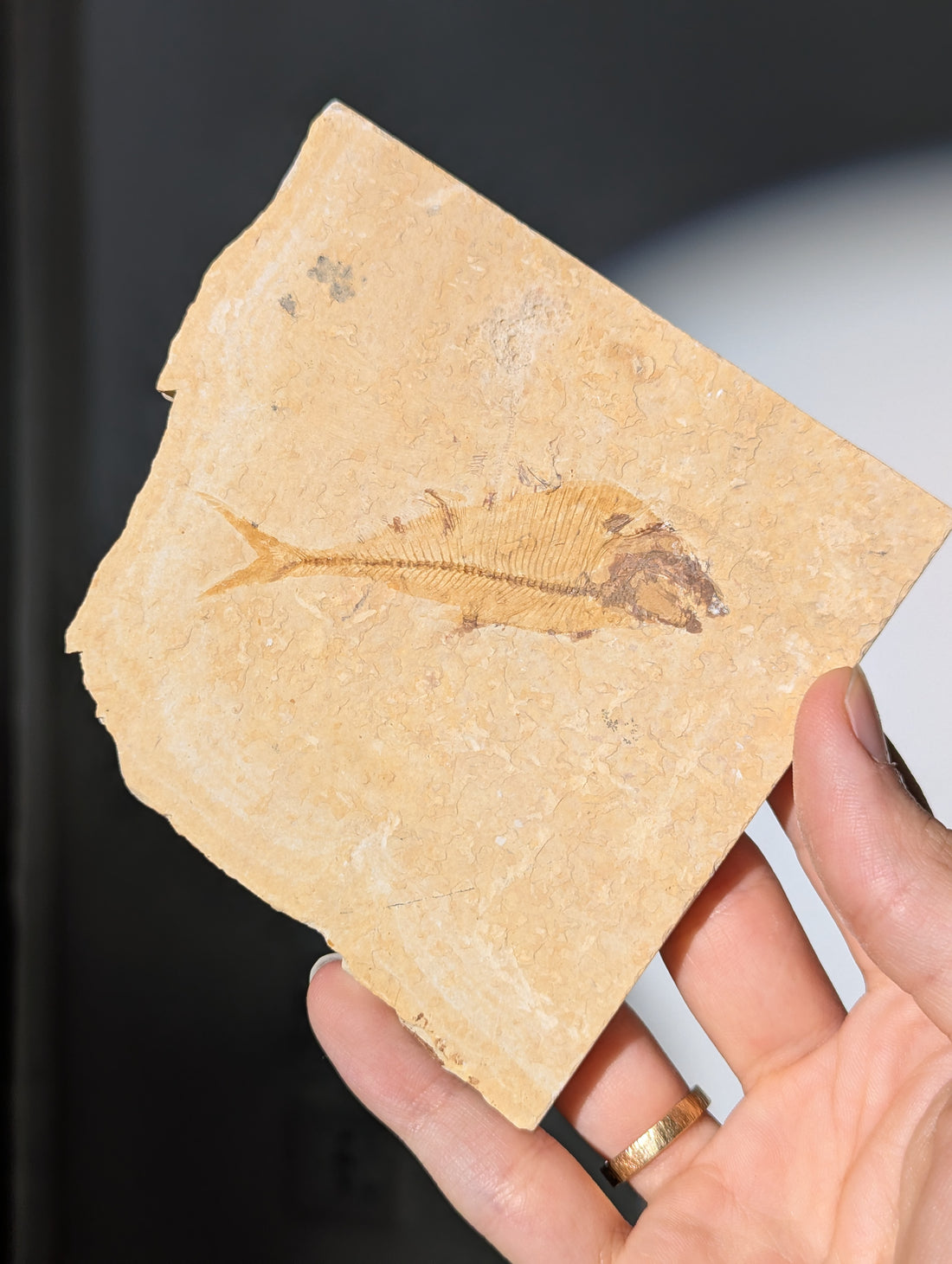 Fisch Fossil (Diplomystus dentatus) aus USA