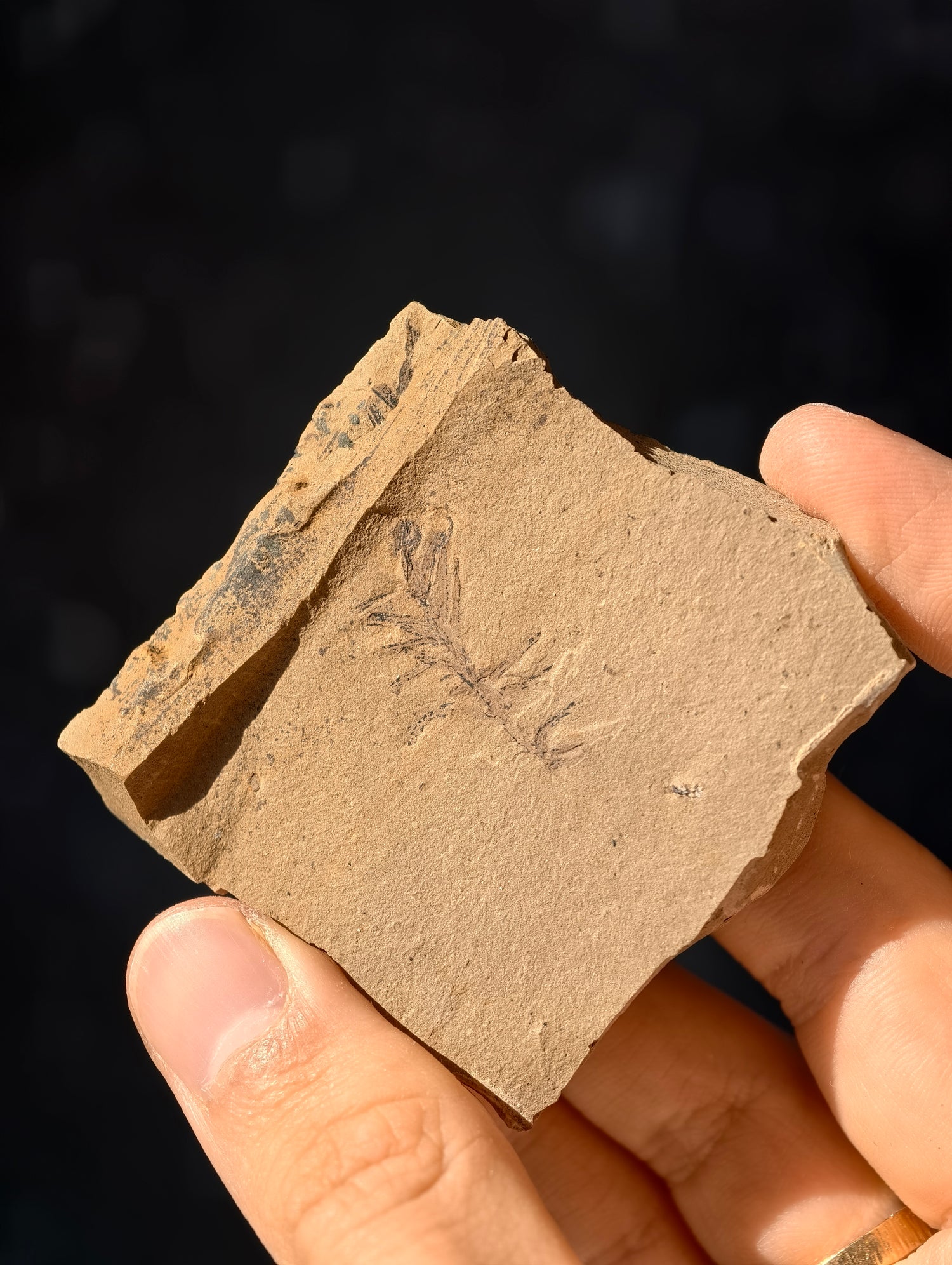 Fossile Urweltmammutbaum-Zweige Metasequoia sp. aus Kanada 42 Mio. Jahre