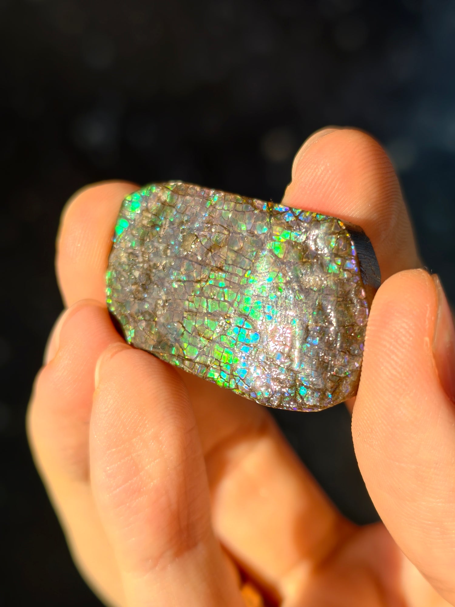 Ammolit Stück aus Kanada