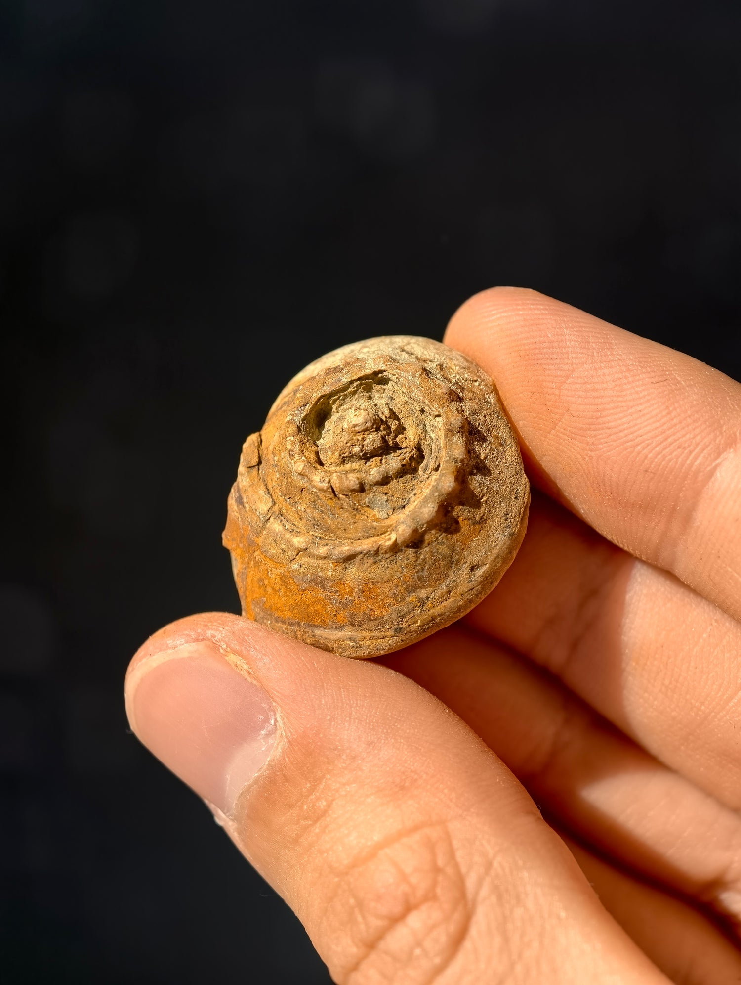 Uralte fossile Schnecke Trepospira sp. aus den USA 300 Mio. Jahre
