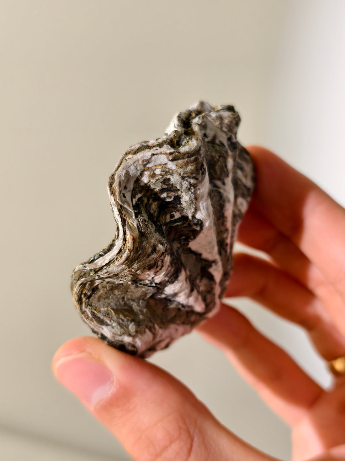 Fossile Riff-Auster Nicaisolopha nicasei aus Peru 77 Mio. Jahre
