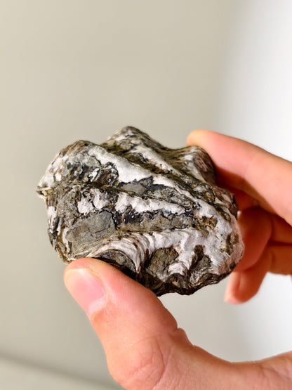 Fossile Riff-Auster Nicaisolopha nicasei aus Peru 77 Mio. Jahre