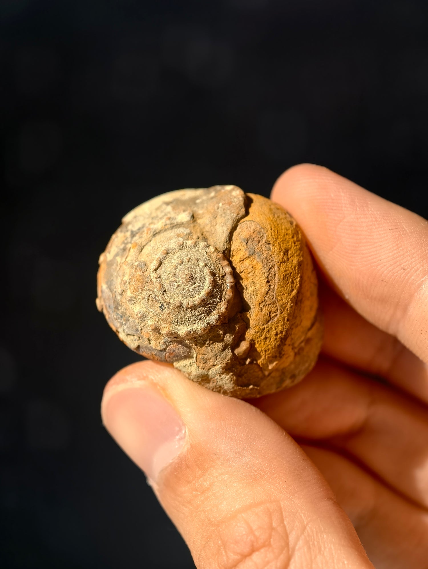 Uralte fossile Schnecke Trepospira sp. aus den USA 300 Mio. Jahre