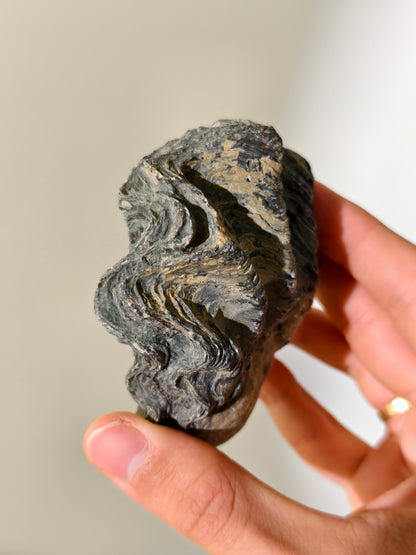 Fossile Riff-Auster Nicaisolopha nicasei aus Peru 77 Mio. Jahre