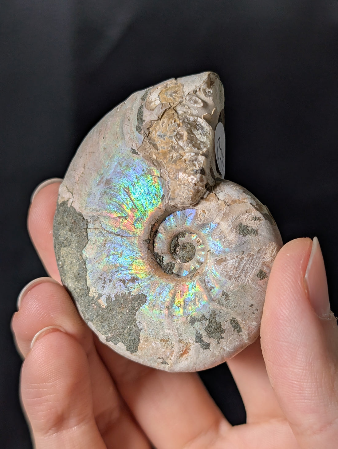 Stark irisierendes Regenbogen Ammoniten Fossil