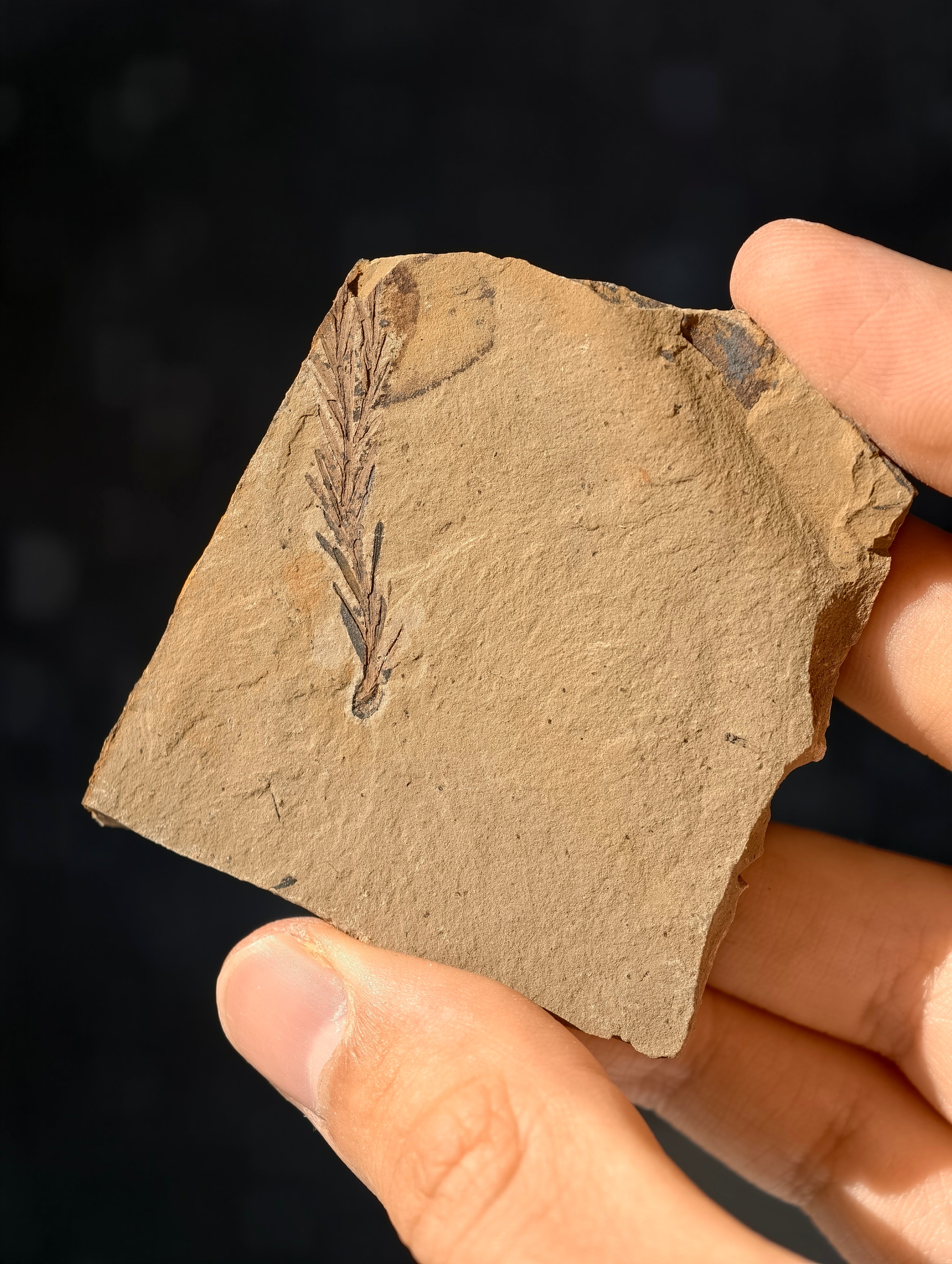 Fossile Urweltmammutbaum-Zweige Metasequoia sp. aus Kanada 42 Mio. Jahre