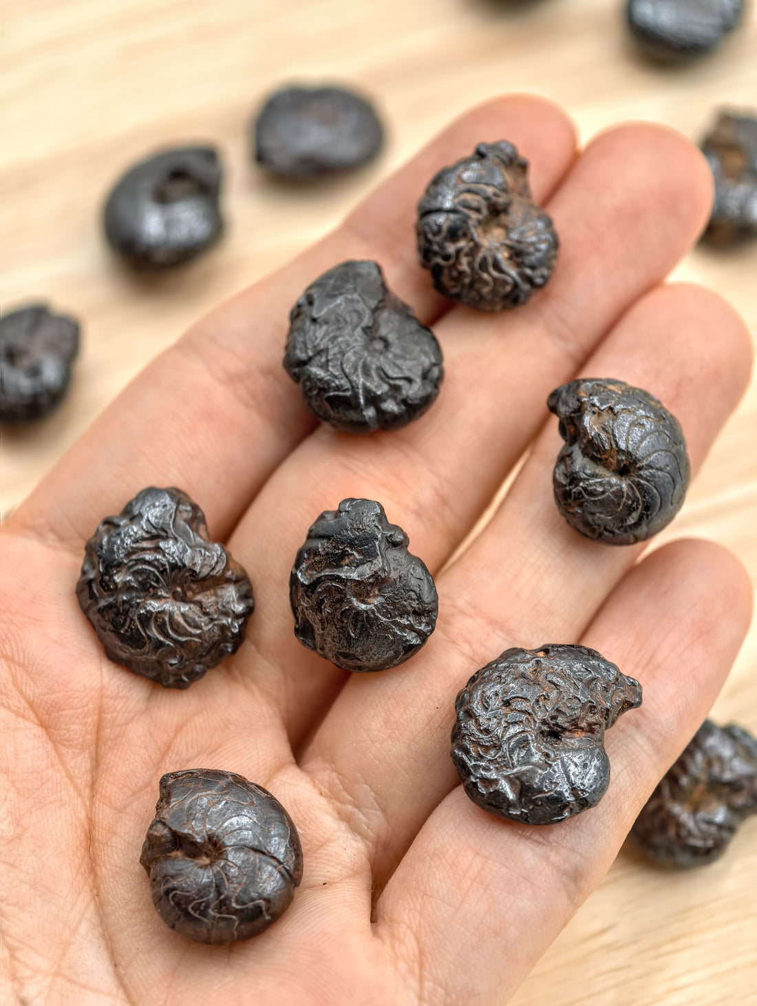 Hämatit Goniatiten Fossil aus Marokko