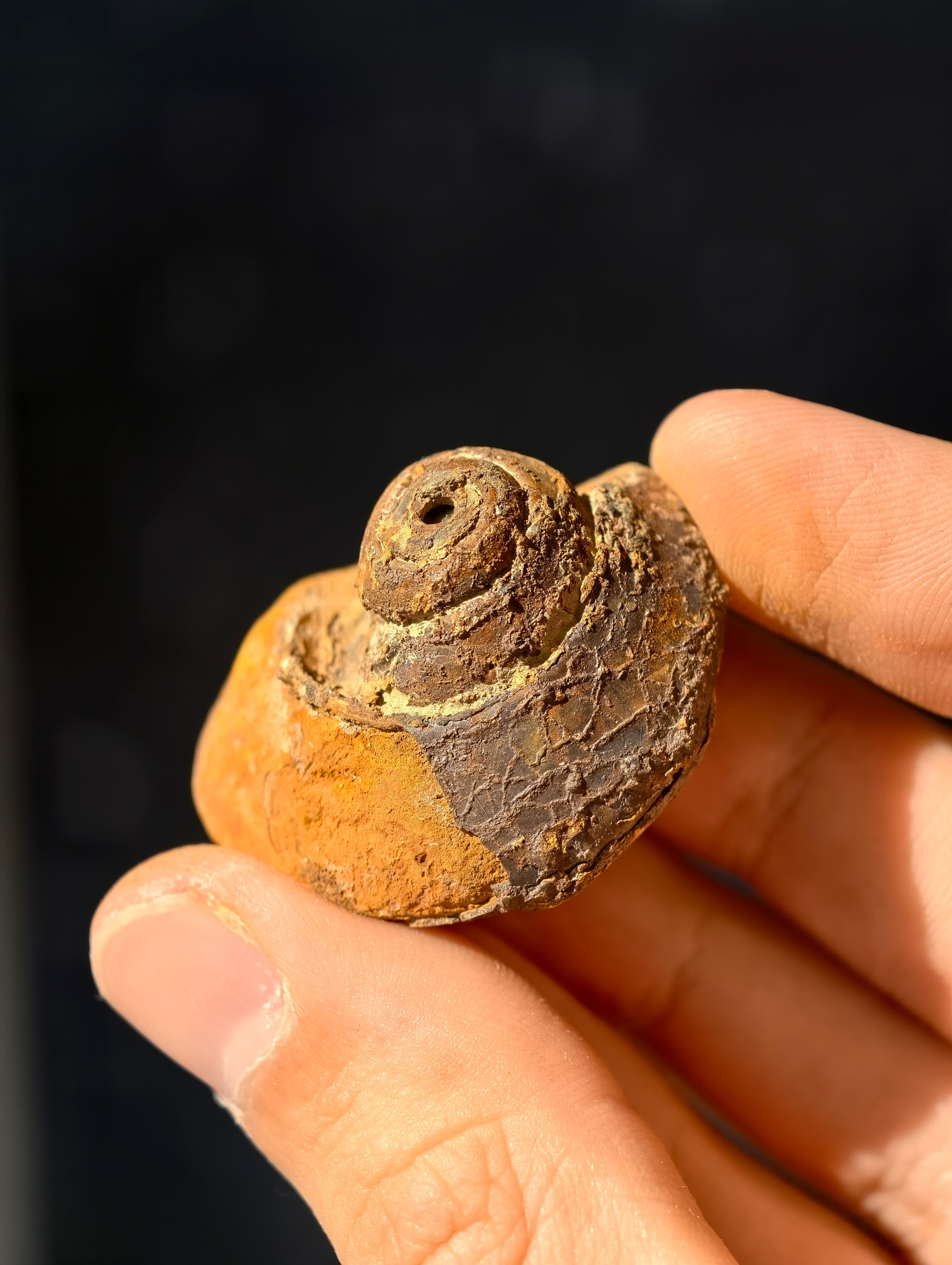 Uralte fossile Schnecke Trepospira sp. aus den USA 300 Mio. Jahre