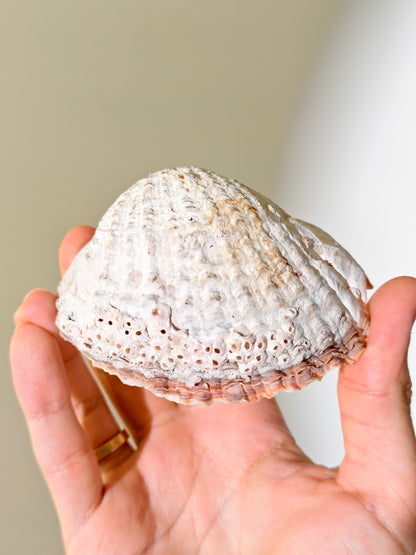 Fossile „Loco“-Schnecke mit Seepocken: Concholepas patagonicus aus Chile 3 Mio. Jahre
