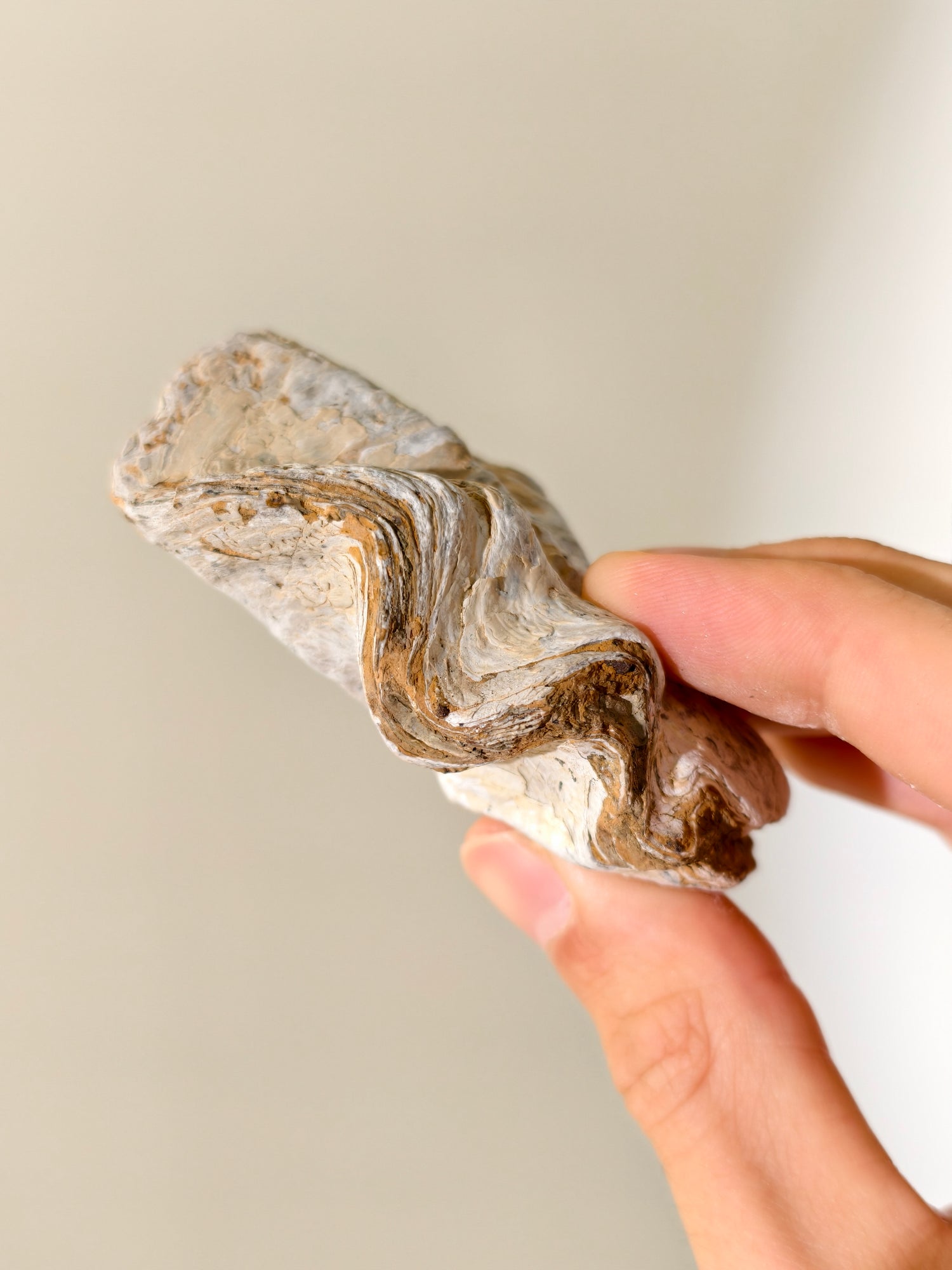 Fossile Riff-Auster Nicaisolopha nicasei aus Peru 77 Mio. Jahre