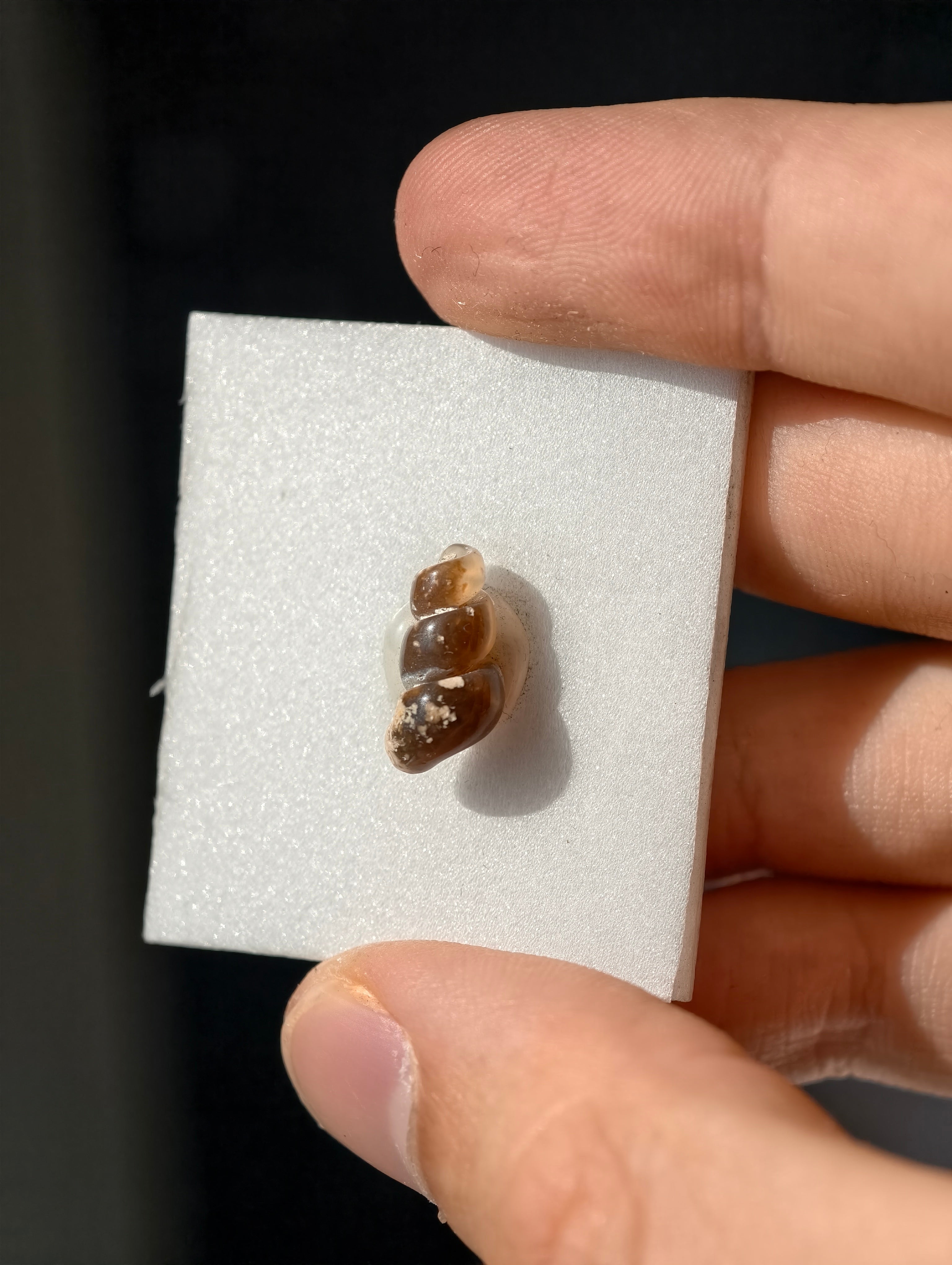 Achatisierte Schnecke Elimia tenera aus den USA 42 Mio. Jahre