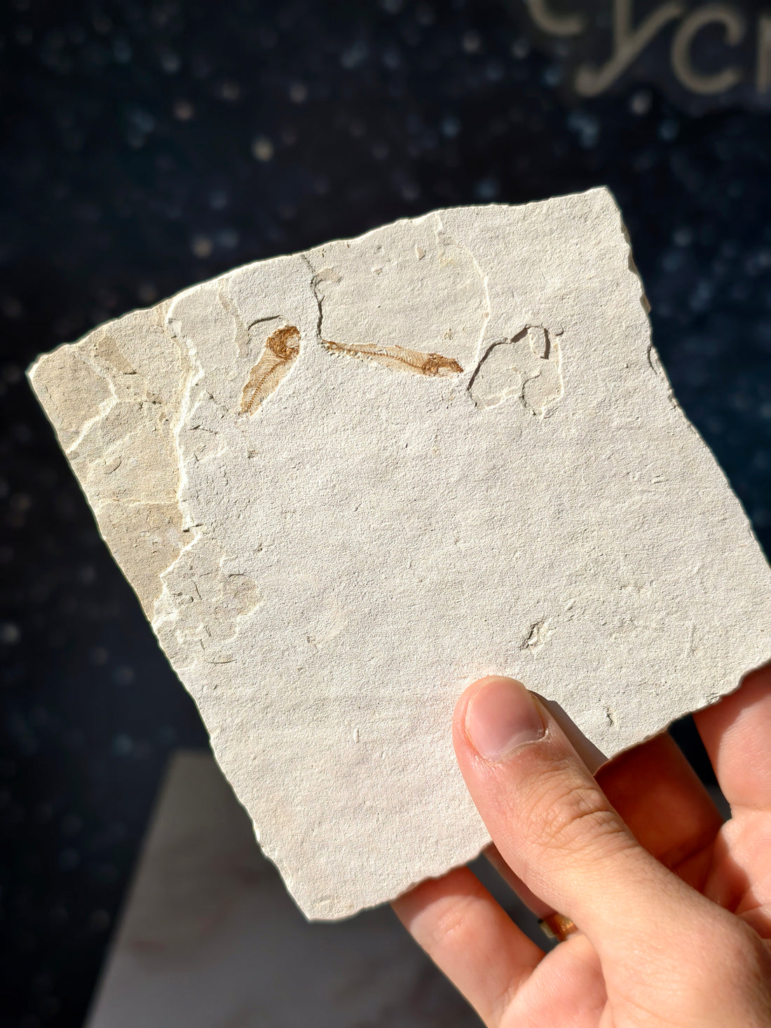 Fisch-Fossil Signatus sp. aus Spanien (Neuer Fund) 7 Mio. Jahre