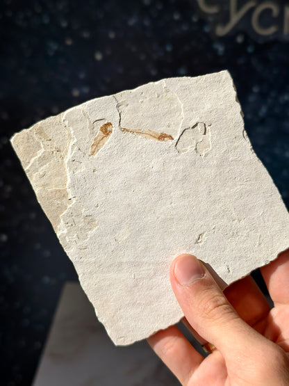 Fisch-Fossil Signatus sp. aus Spanien (Neuer Fund) 7 Mio. Jahre