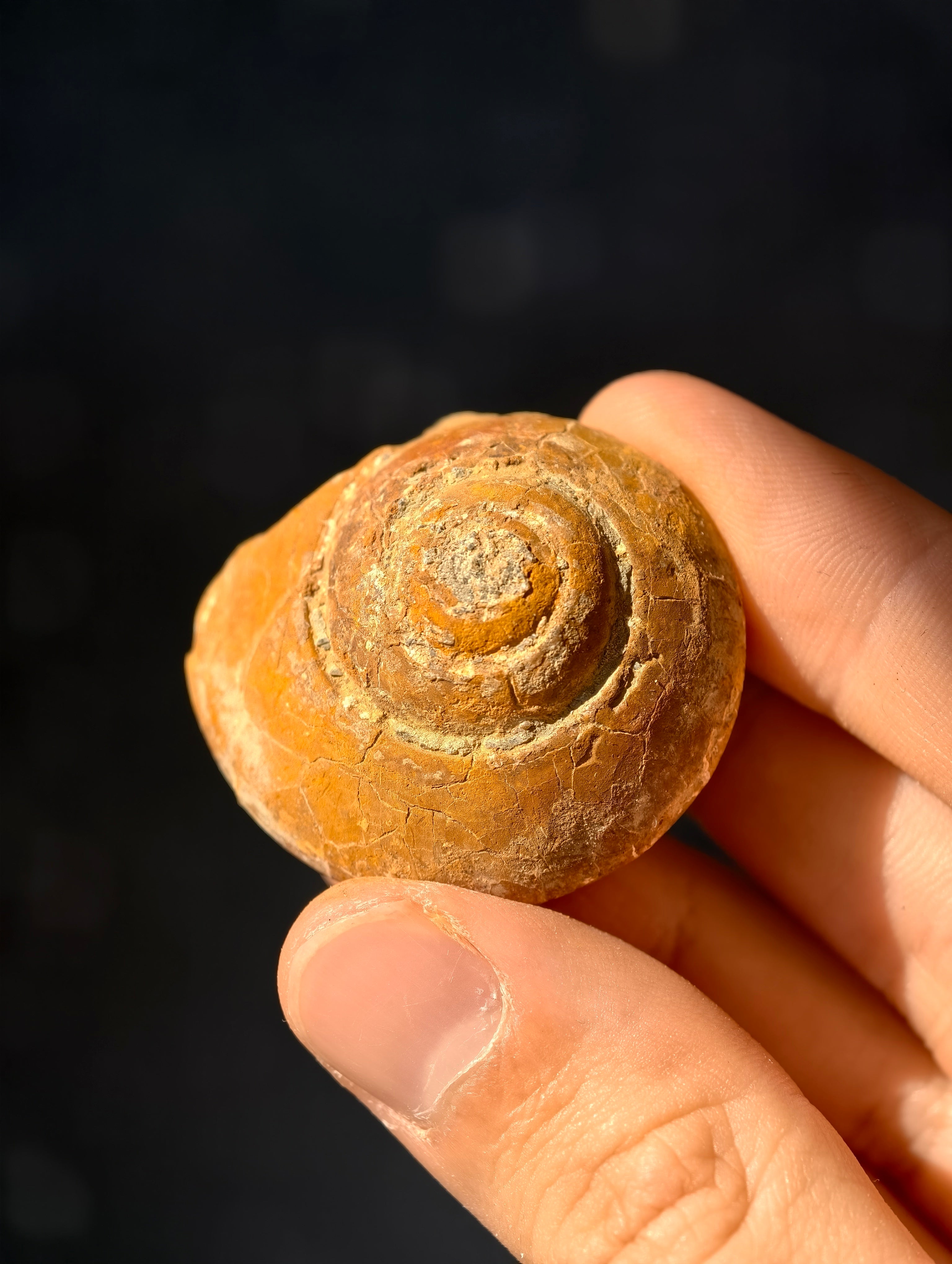 Uralte fossile Schnecke Trepospira sp. aus den USA 300 Mio. Jahre