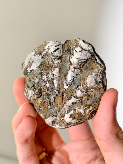 Fossile Riff-Auster Nicaisolopha nicasei aus Peru 77 Mio. Jahre