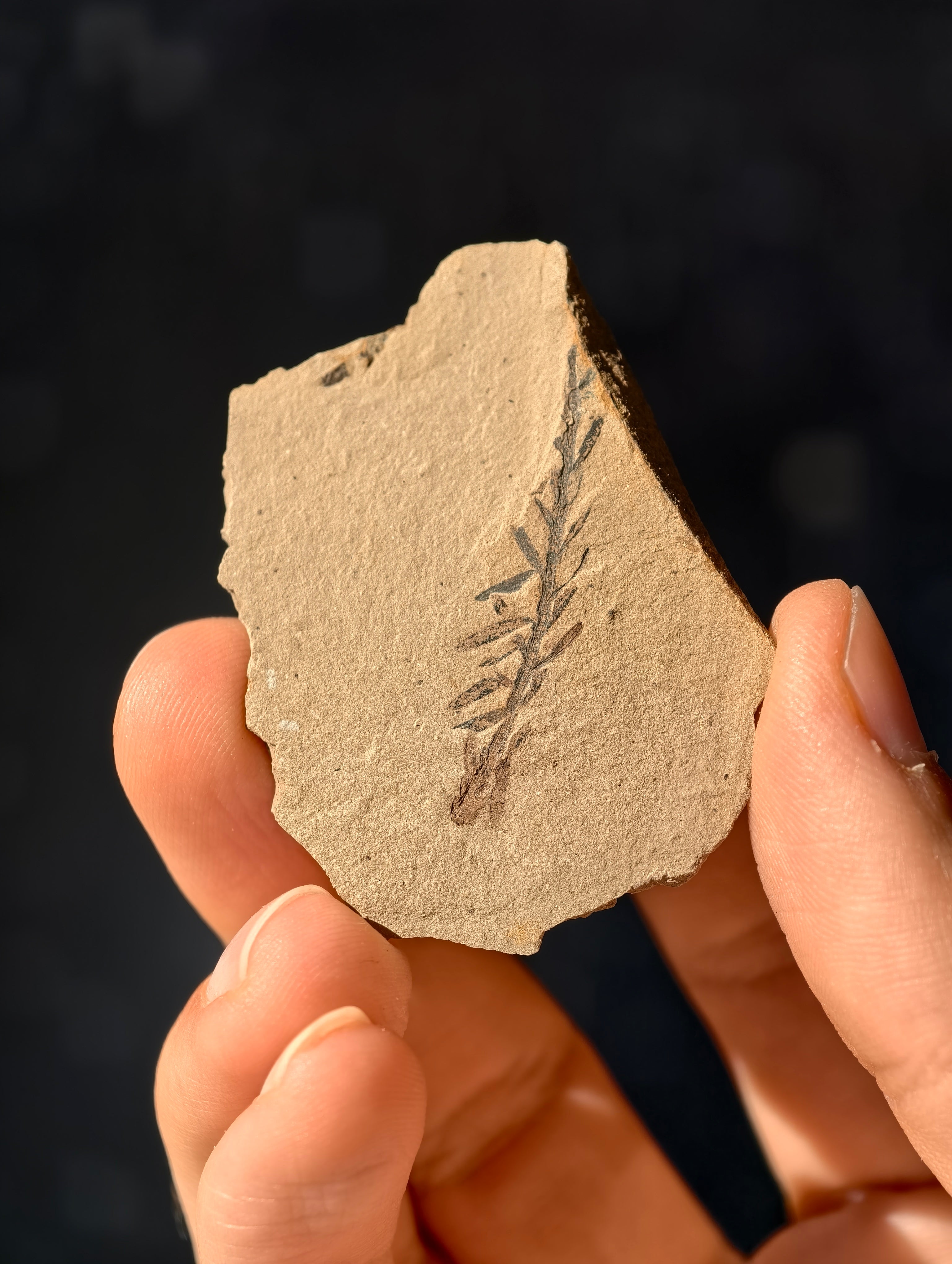 Fossile Urweltmammutbaum-Zweige Metasequoia sp. aus Kanada 42 Mio. Jahre