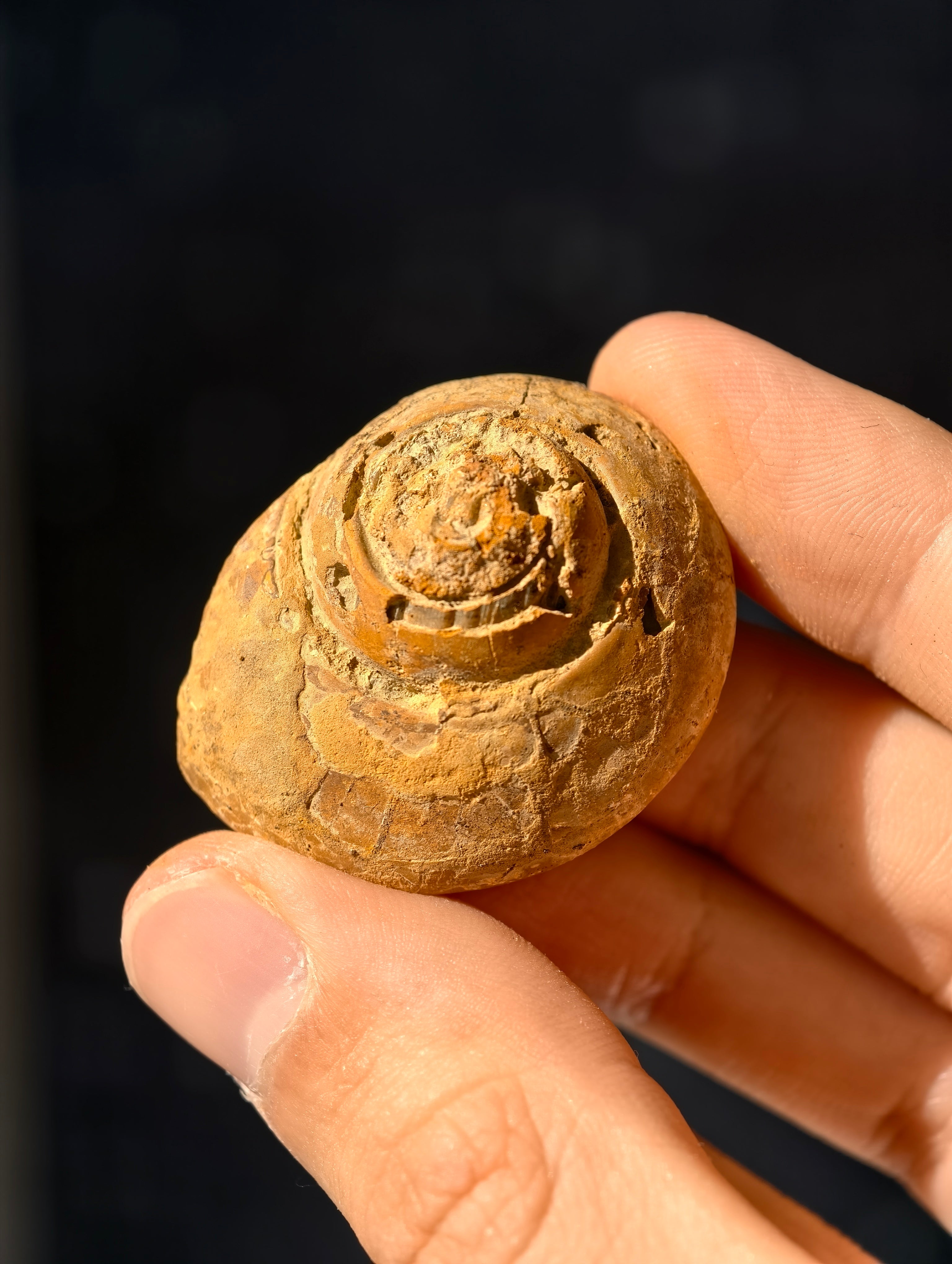 Uralte fossile Schnecke Trepospira sp. aus den USA 300 Mio. Jahre