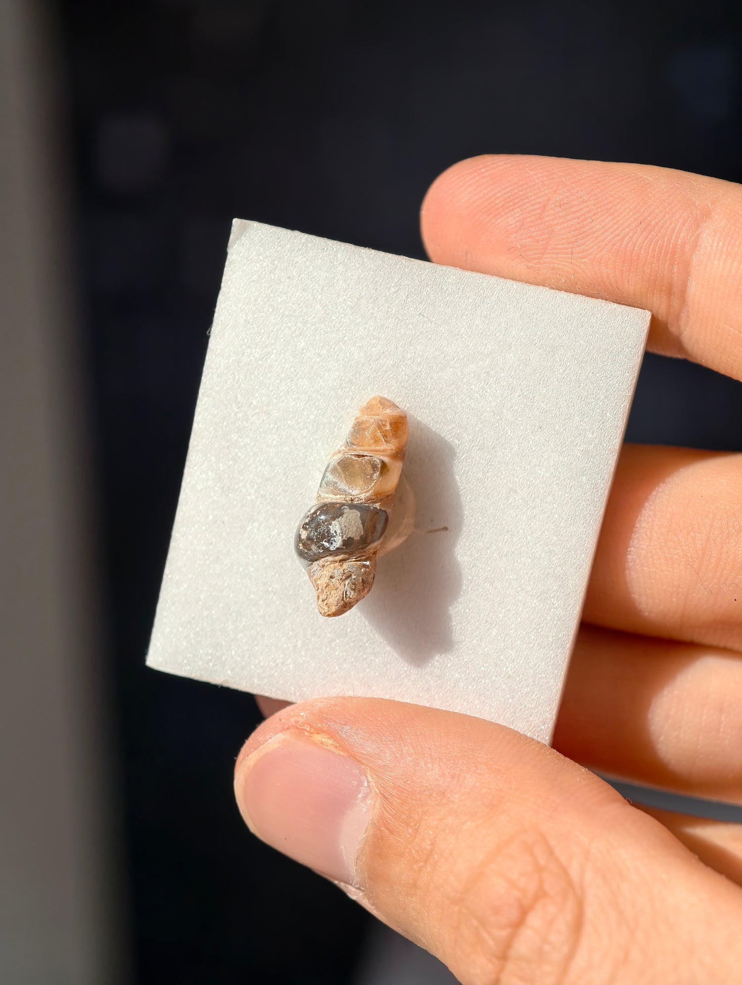 Achatisierte Schnecke Elimia tenera aus den USA 42 Mio. Jahre