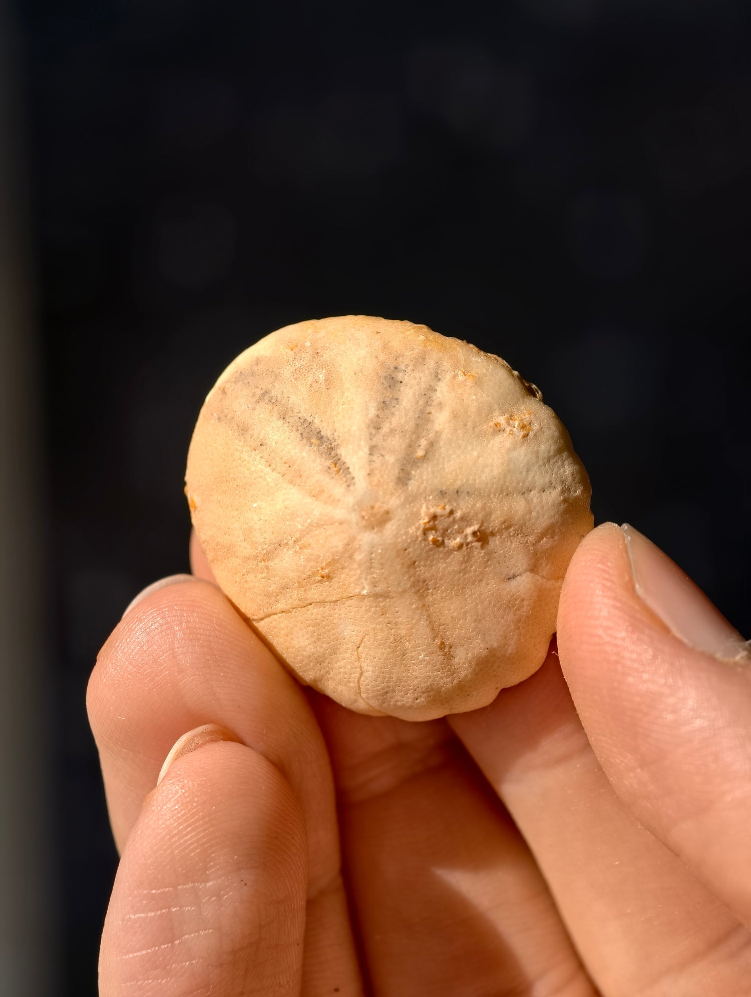 Fossiler Seeigel (Sanddollar) Rotuloidea fimbriatum aus Marokko