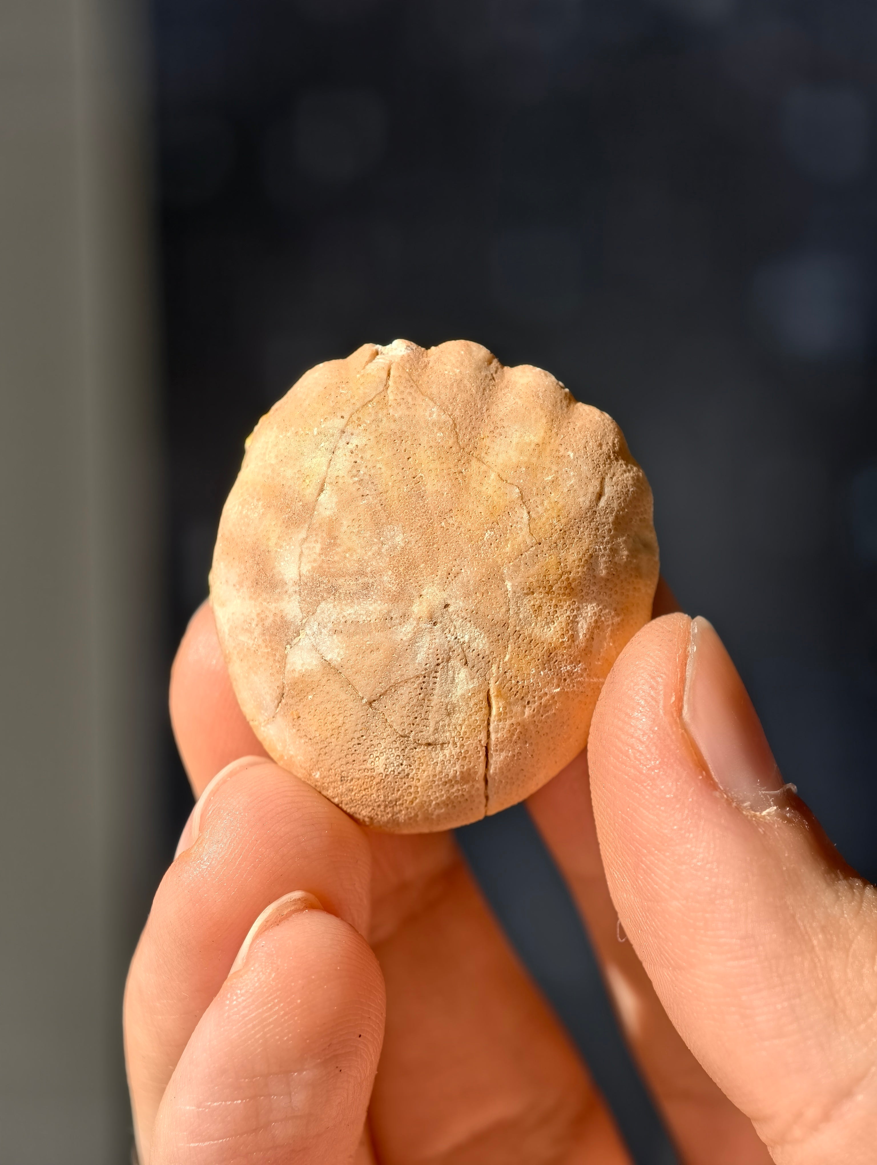 Fossiler Seeigel (Sanddollar) Rotuloidea fimbriatum aus Marokko