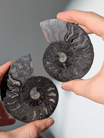 Schwarzes Ammoniten Fossil Paar (seltener)