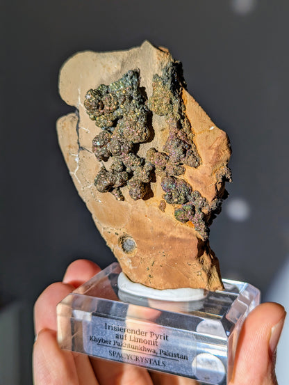 Irisierender Pyrit auf Limonit Wand