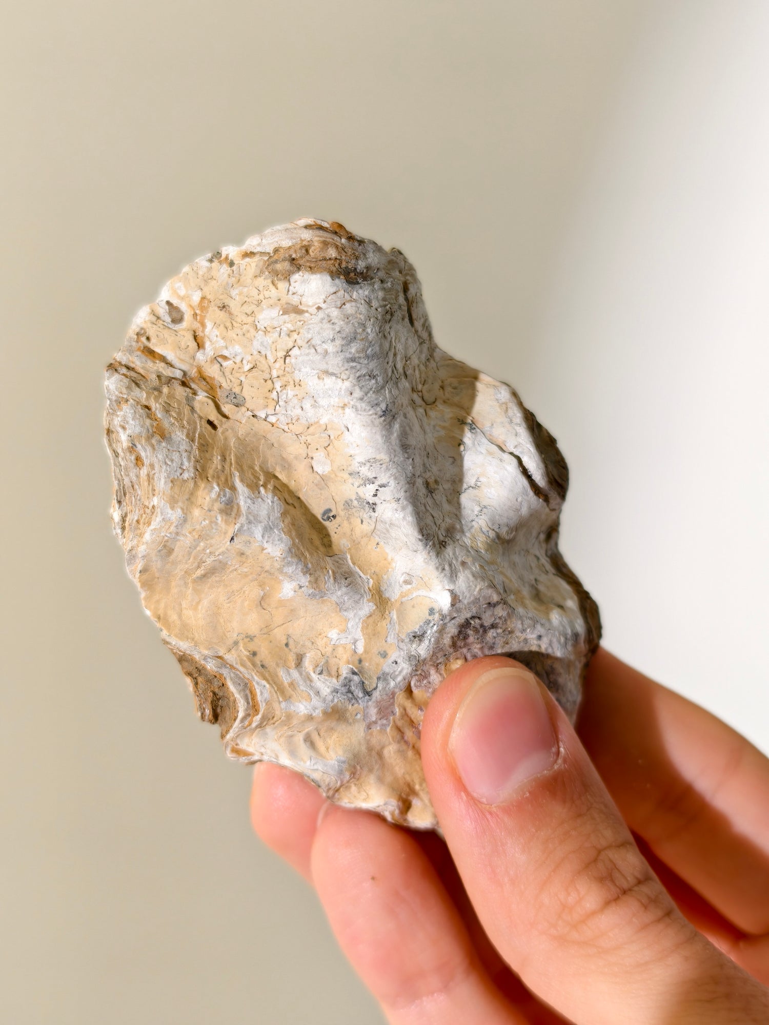 Fossile Riff-Auster Nicaisolopha nicasei aus Peru 77 Mio. Jahre