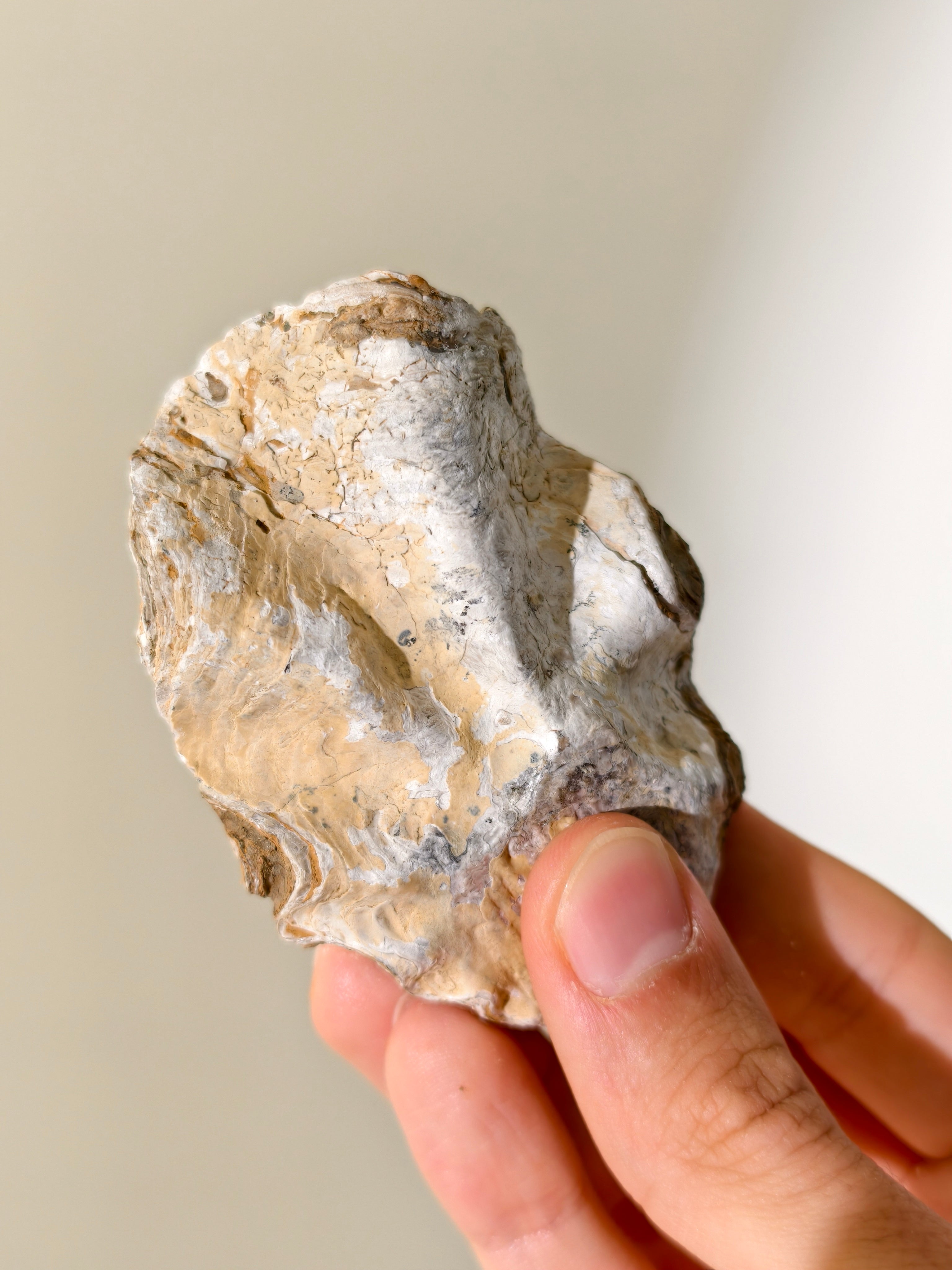 Fossile Riff-Auster Nicaisolopha nicasei aus Peru 77 Mio. Jahre