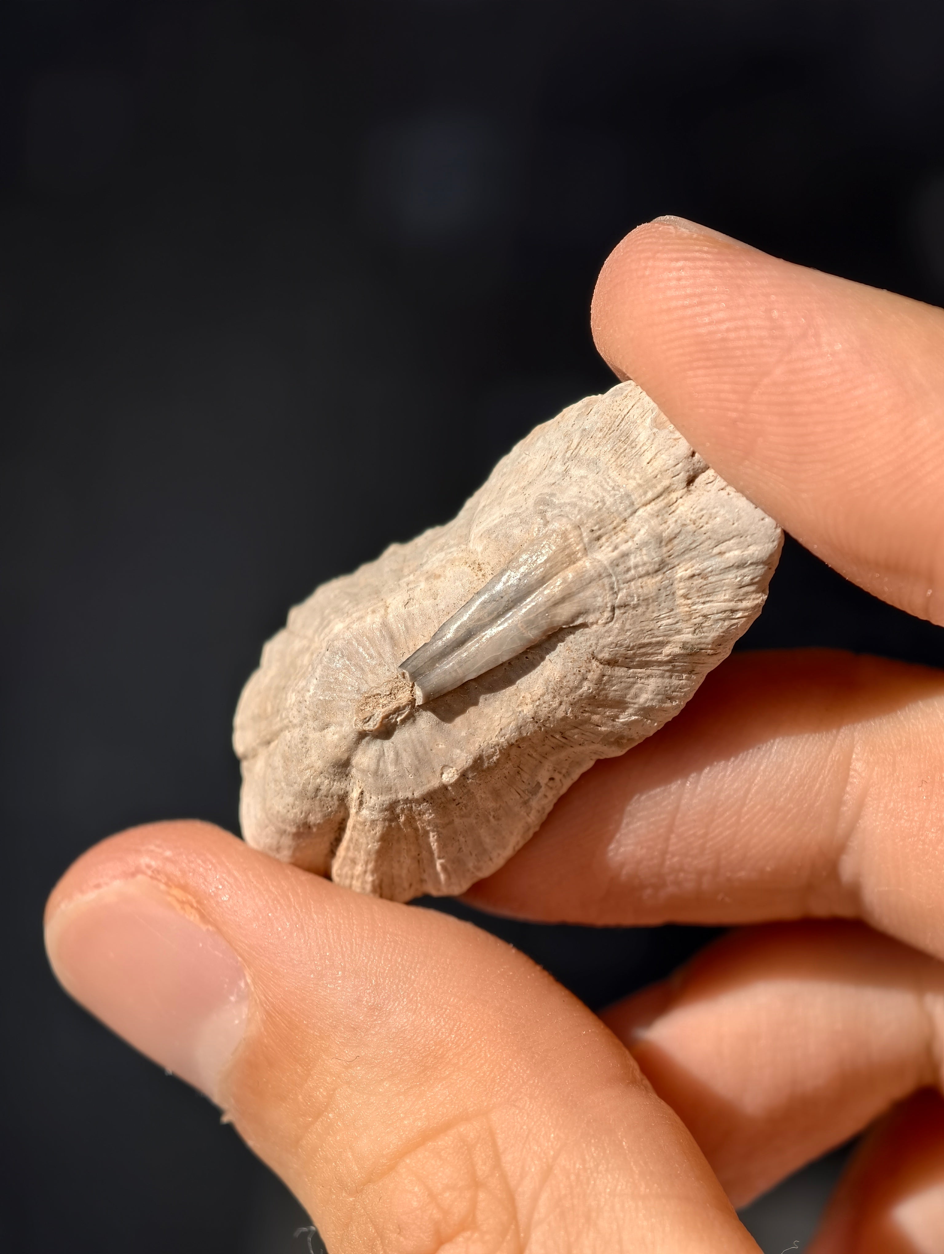 Fossile Rochen-Hautschuppen aus den USA 8 Mio. Jahre