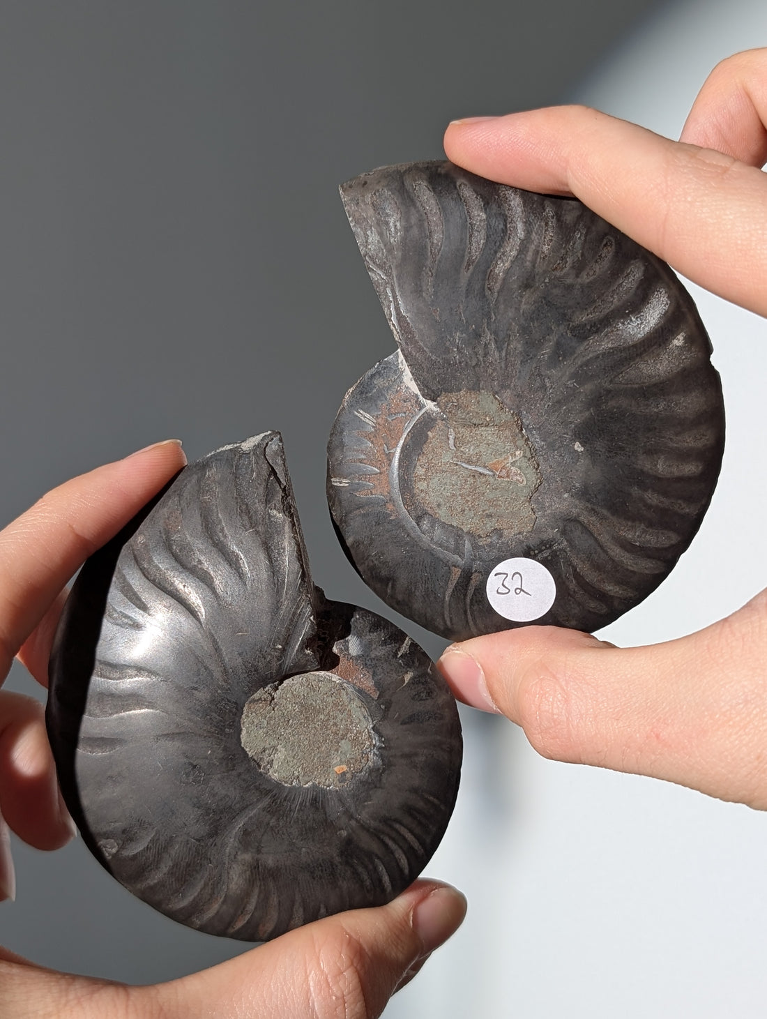 Schwarzes Ammoniten Fossil Paar (seltener)